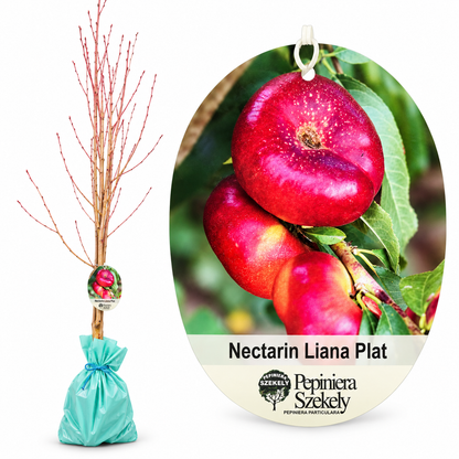 Nectarin Plat Liana – Puiet, Nectarină Turtită cu Pulpă Albă, Soi Românesc