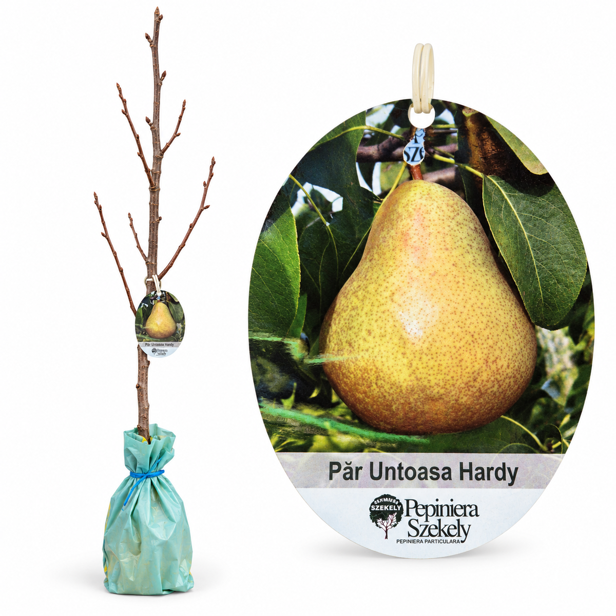 Păr 'Untoasă Hardy' (Gellerts Butterbirne) - Puiet Altoit pe Gutui A2, Soi de Toamnă