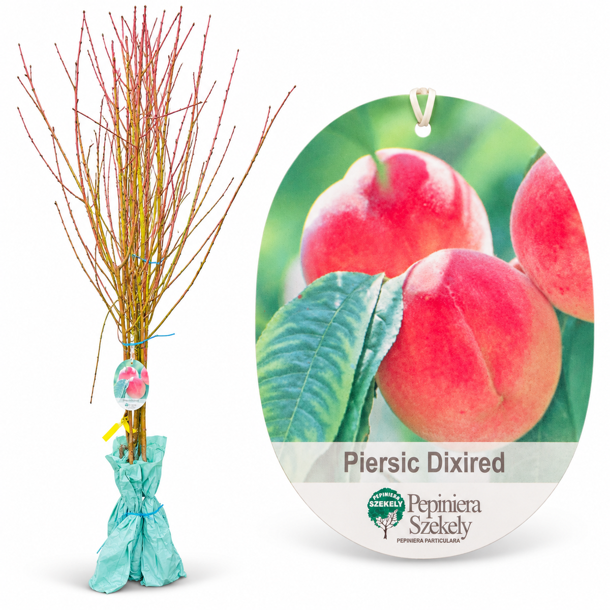Piersic Dixired – Puiet Altoit pe GF 677, Soi American