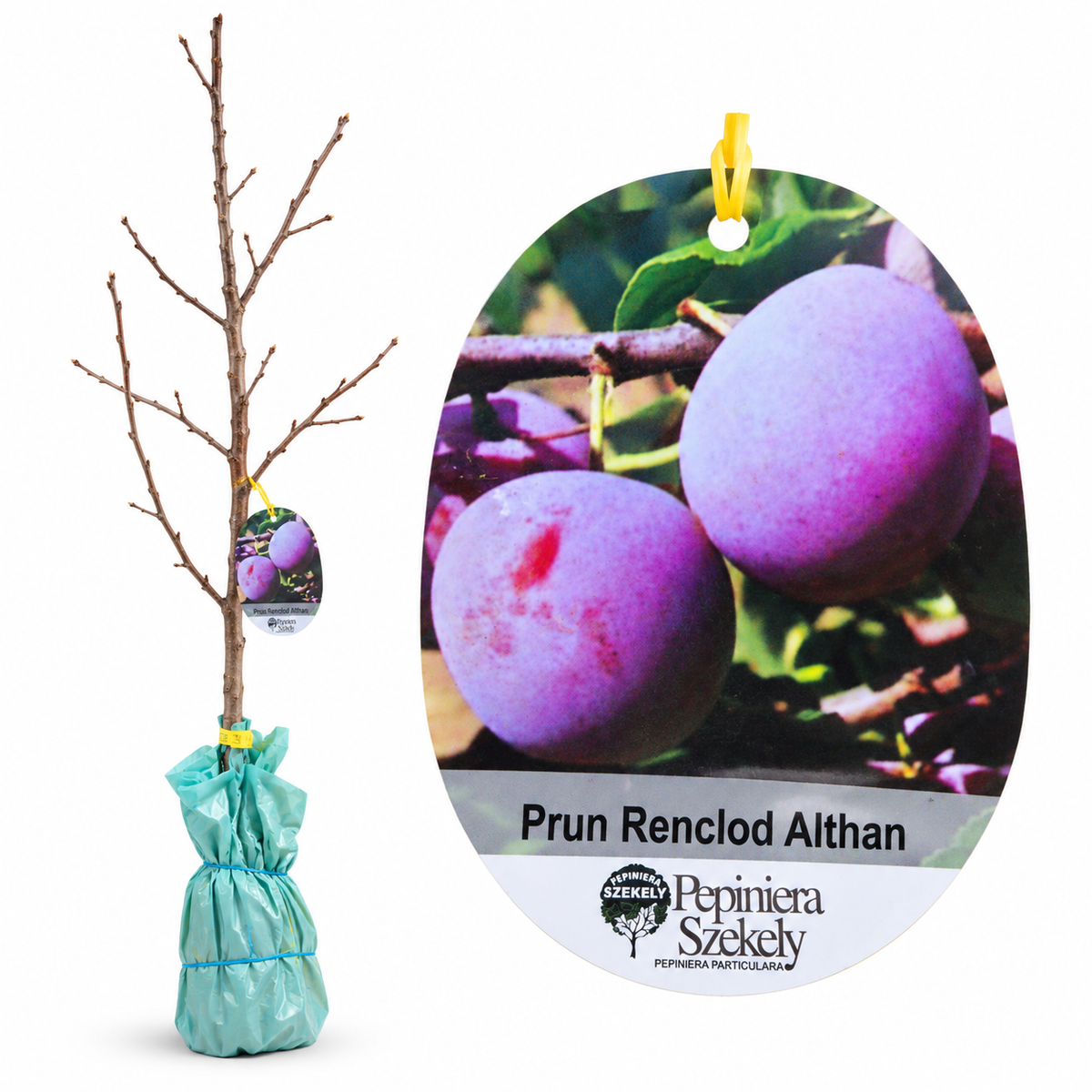 Prun Renclod Althan – Puiet Altoit pe Corcoduș, Prune Mari și Aromate