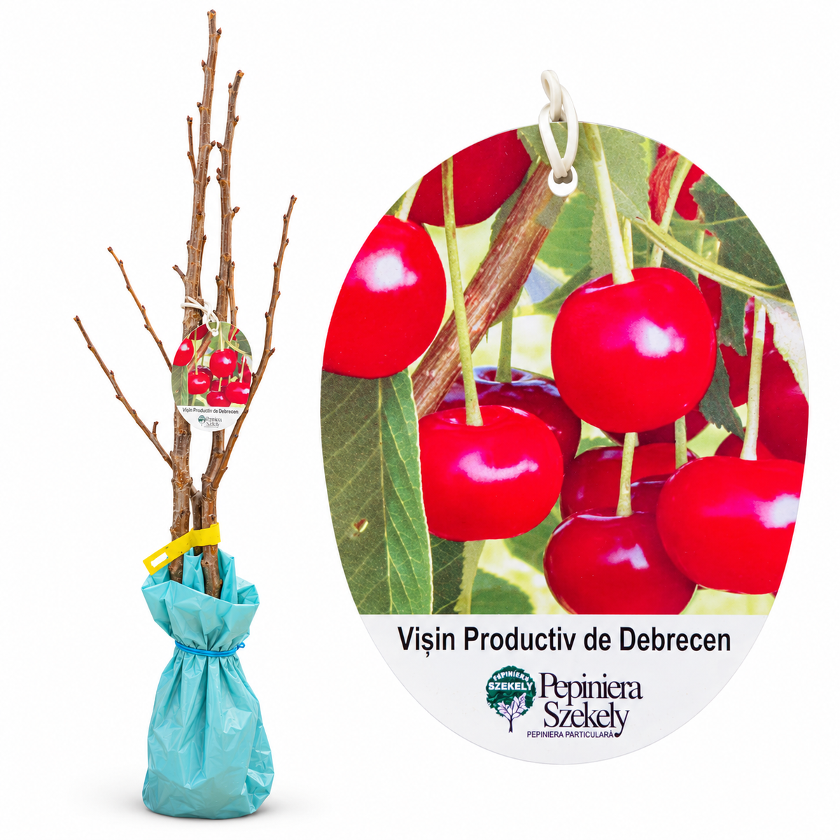 Vișin Productiv de Debrecen – Puiet Altoit pe Prunus Mahaleb, Soi Autofertil