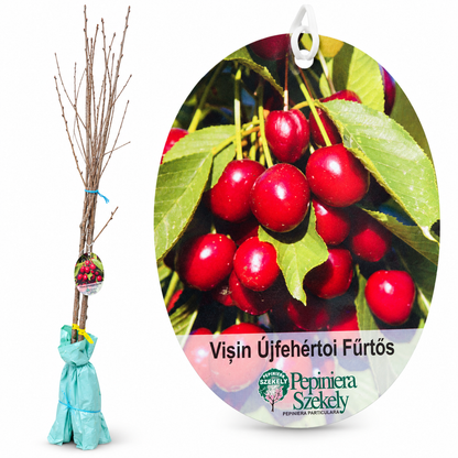 Vișin Újfehértói Fürtös – Puiet Altoit pe Prunus Mahaleb, Soi Ungar Autopolenizant