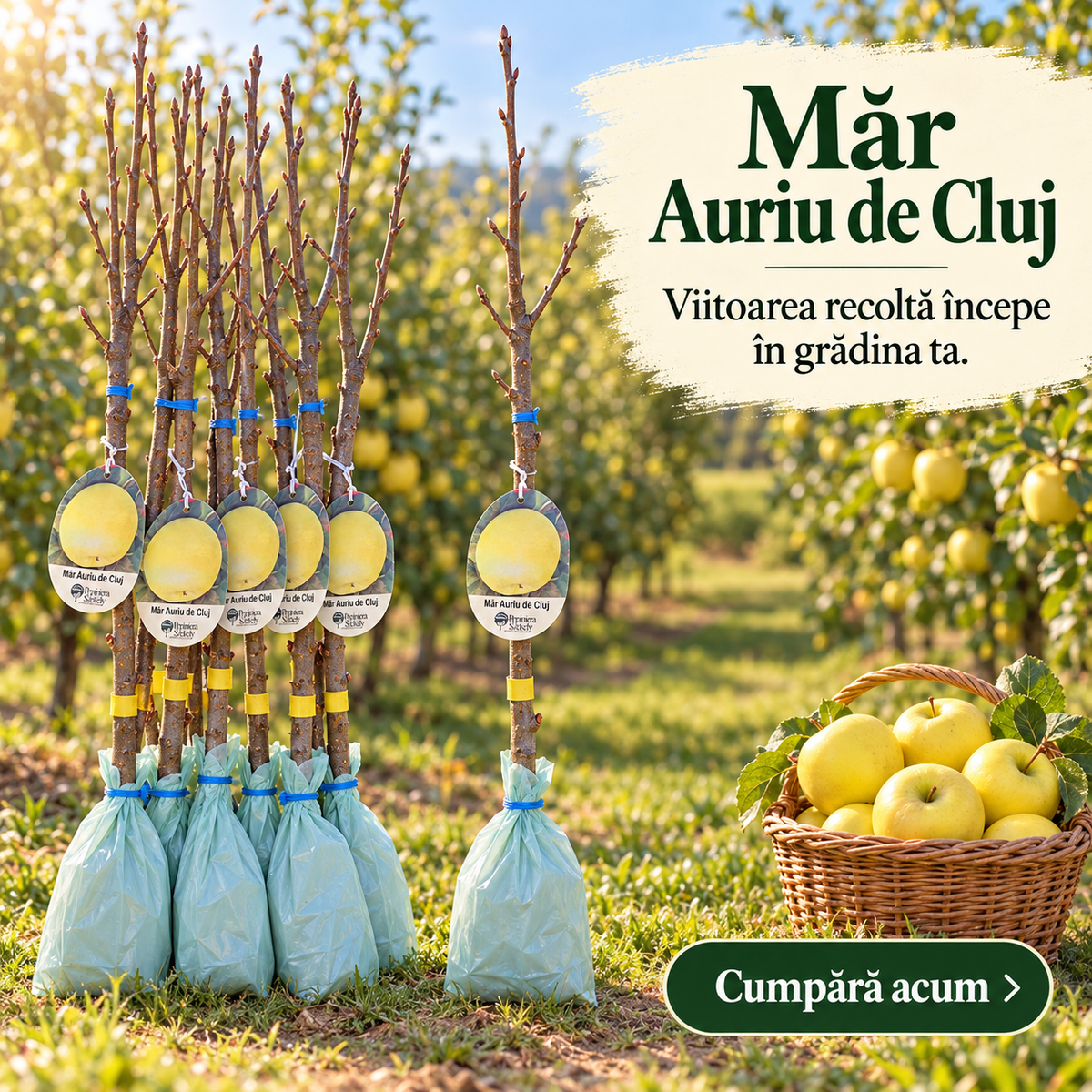 Măr Auriu de Cluj – Puiet Altoit pe MM 106, Soi Românesc de Vară