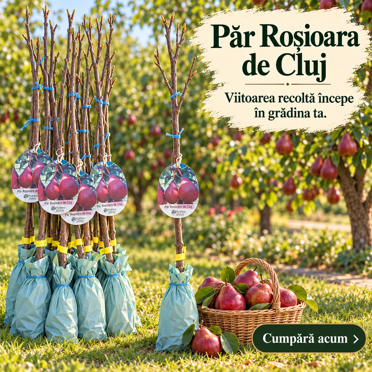 Păr Roșioara de Cluj – Puiet, Soi de Vară cu Fructe Roșu-Carmin