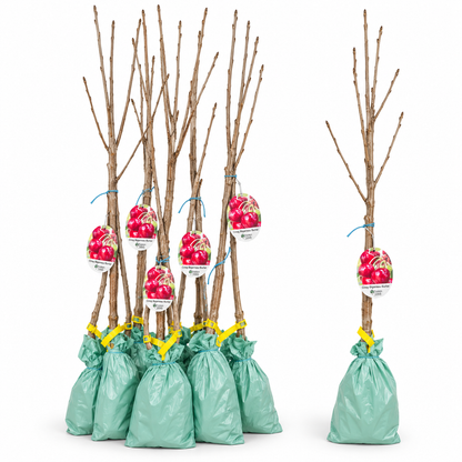 Cireș Bigarreau Burlat – Puiet Altoit pe Prunus Mahaleb, Soi Francez Productiv