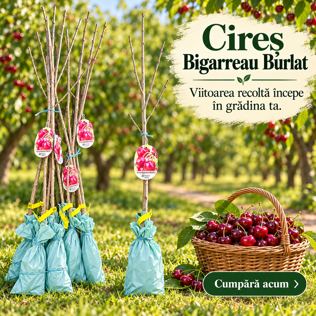 Cireș Bigarreau Burlat – Puiet Altoit pe Prunus Mahaleb, Soi Francez Productiv