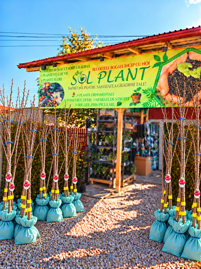 Cireș Bigarreau Burlat – Puiet Altoit pe Prunus Mahaleb, Soi Francez Productiv