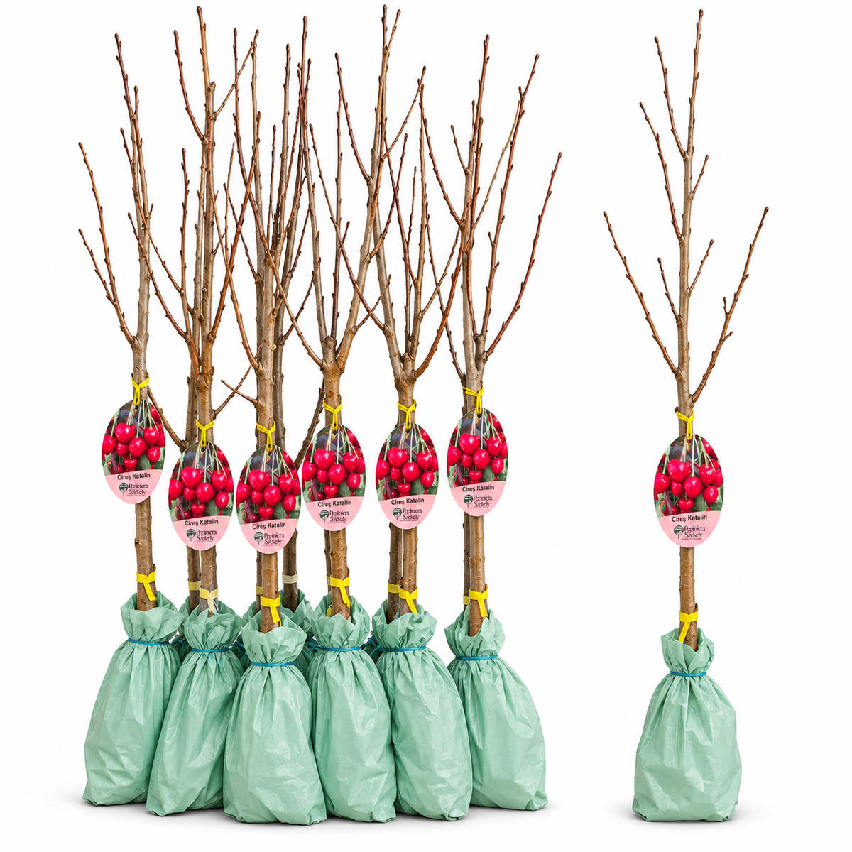 Cireș Katalin – Puiet Altoit pe Prunus Mahaleb, Soi Unguresc cu Fructe Foarte Mari