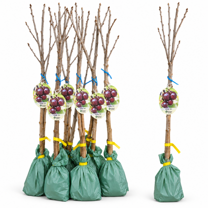 Cireș Van – Puiet Altoit pe Prunus Mahaleb, Soi Canadian Foarte Productiv