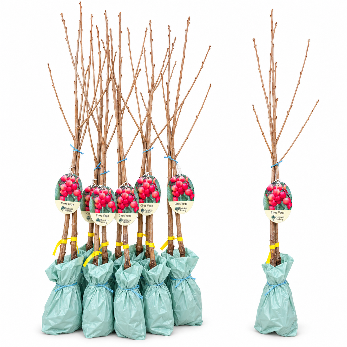 Cireș Vega – Puiet Altoit pe Prunus Mahaleb, Soi Românesc Productiv