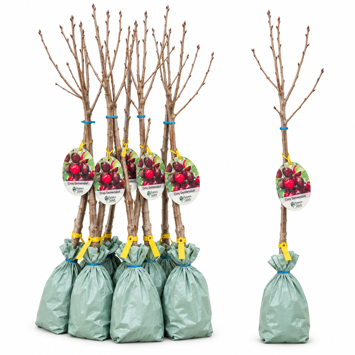 Cireș Germersdorf – Puiet Altoit pe Prunus Mahaleb, Soi German Foarte Răspândit