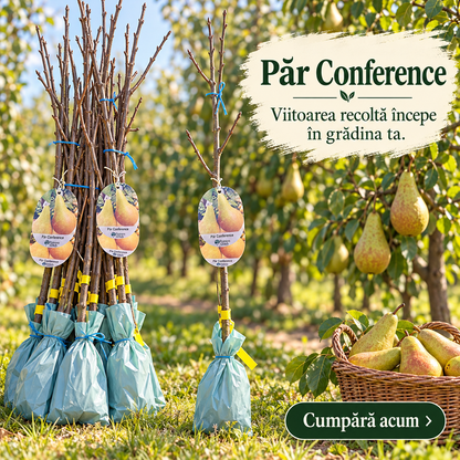 Păr Conference – Puiet Altoit pe Gutui A2, Soi de Toamnă