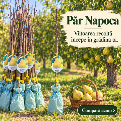 Păr Napoca – Puiet Altoit pe Păr Pădureț, Soi Românesc de Vară