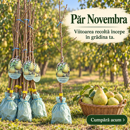 Păr Novembra – Puiet, Soi de Iarnă cu Fructe Mari