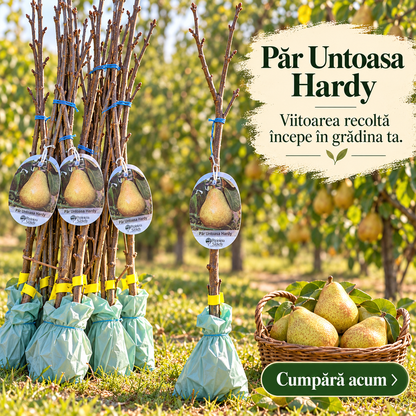 Păr 'Untoasă Hardy' (Gellerts Butterbirne) - Puiet Altoit pe Gutui A2, Soi de Toamnă