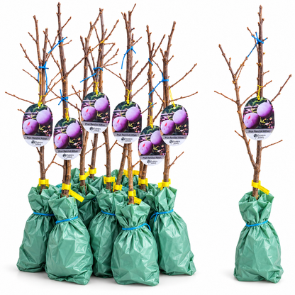 Prun Renclod Althan – Puiet Altoit pe Corcoduș, Prune Mari și Aromate