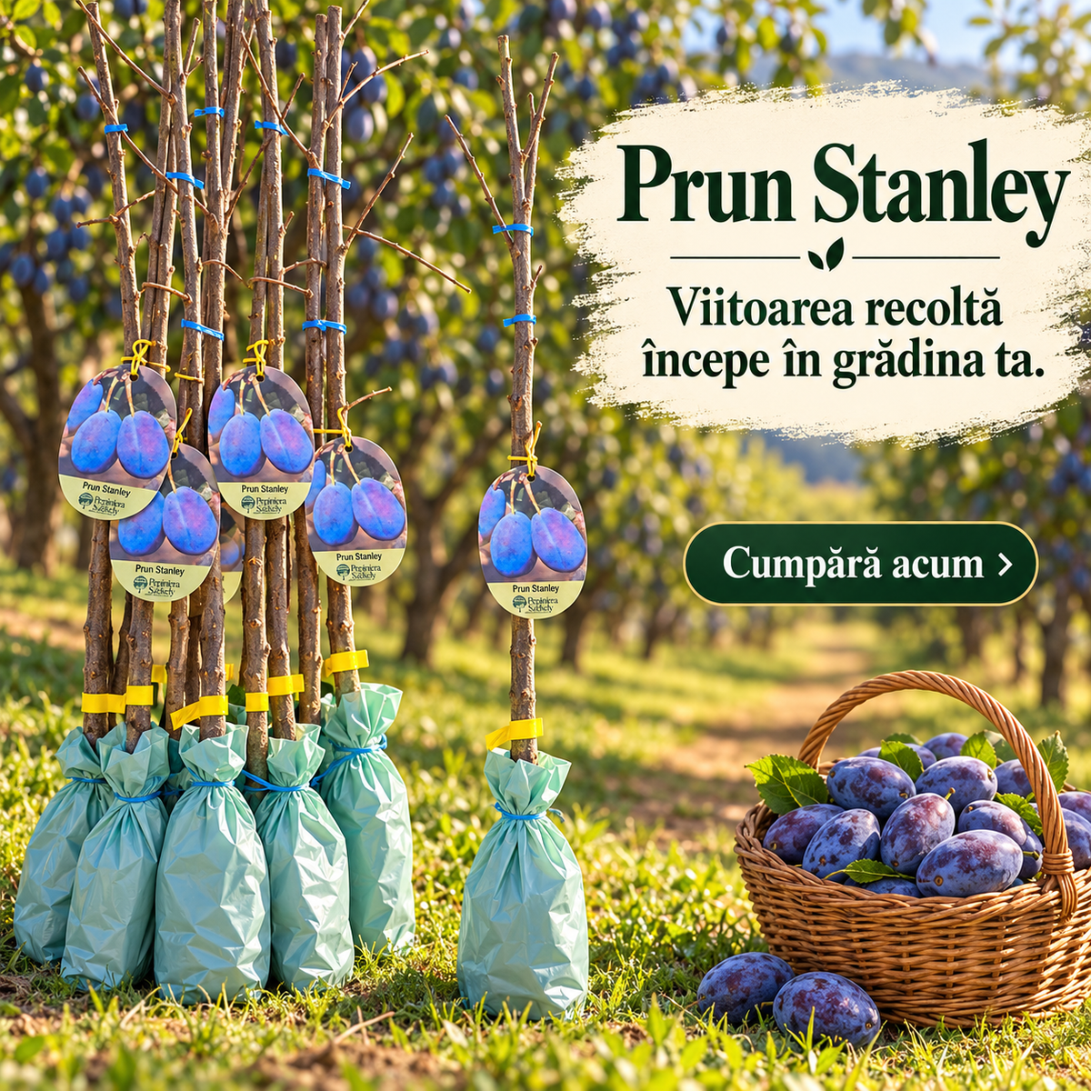 Prun Stanley – Puiet Altoit pe Corcoduș, Soi American Autofertil