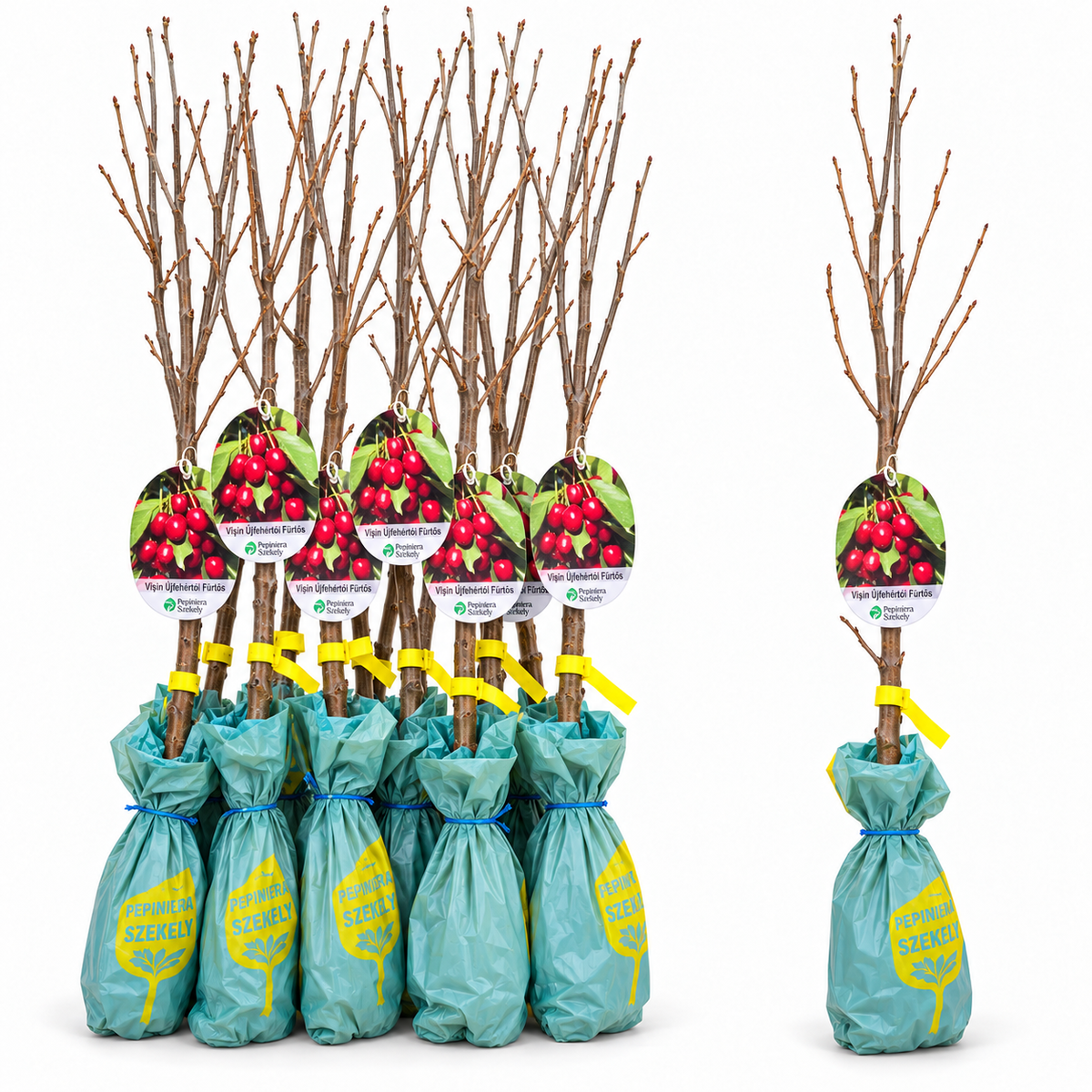Vișin Újfehértói Fürtös – Puiet Altoit pe Prunus Mahaleb, Soi Ungar Autopolenizant