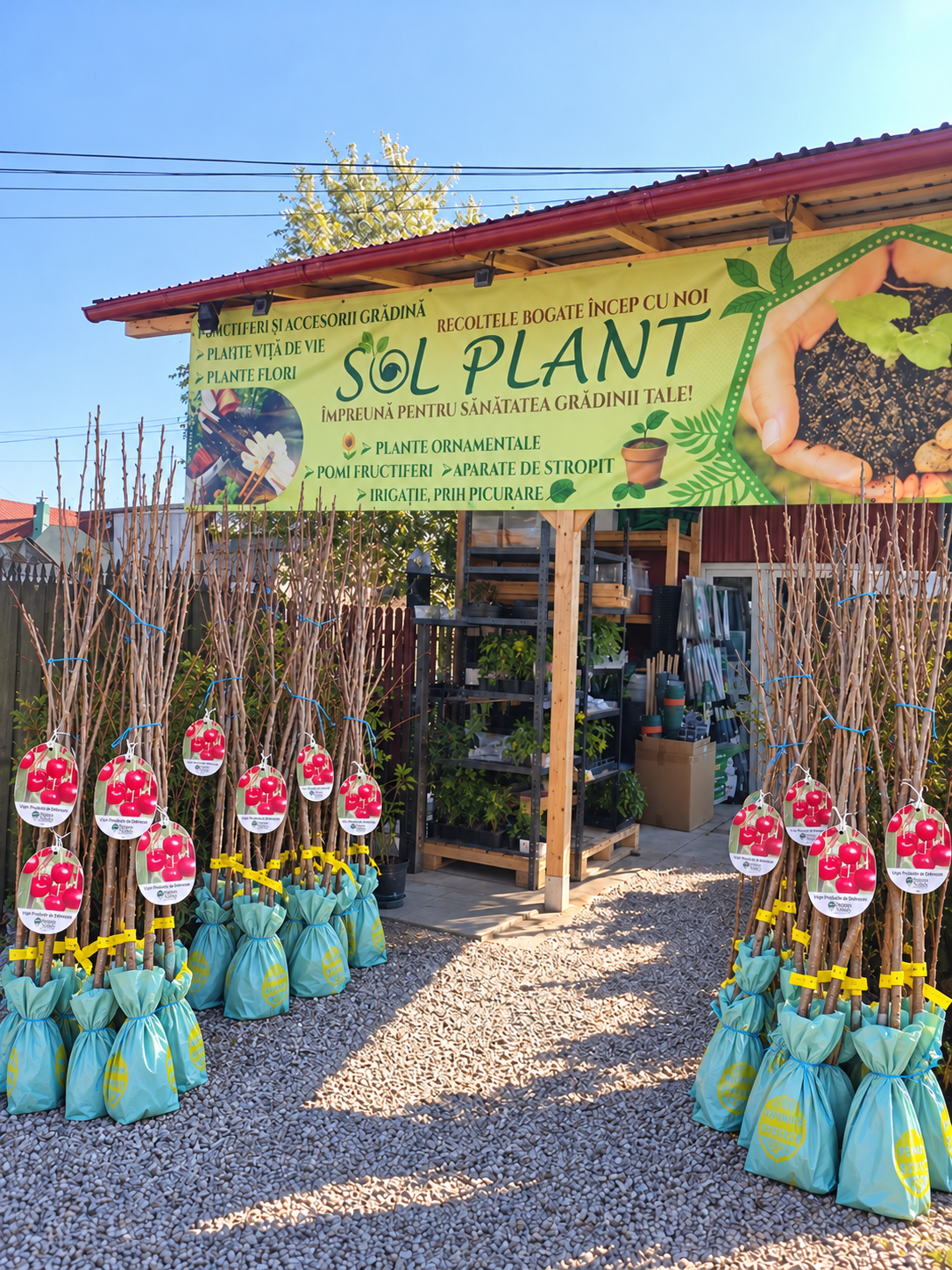 Vișin Productiv de Debrecen – Puiet Altoit pe Prunus Mahaleb, Soi Autofertil