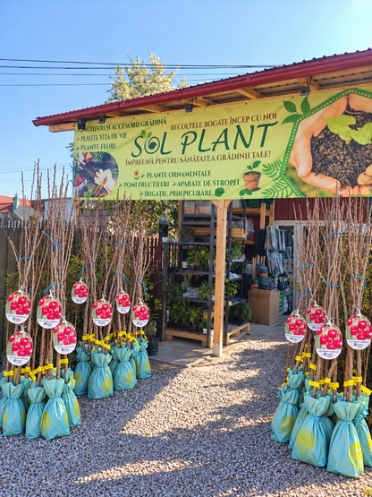 Vișin Productiv de Debrecen – Puiet Altoit pe Prunus Mahaleb, Soi Autofertil