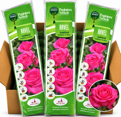 Trandafir Teahibrid Ravel – Roz Intens, Flori Mari de 13 cm