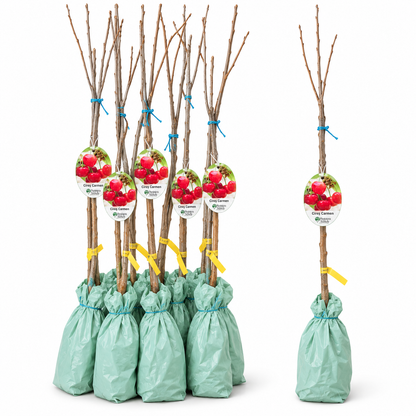 Cireș Carmen – Puiet Altoit pe Prunus Mahaleb, Fructe Foarte Mari
