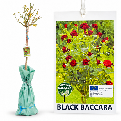 Trandafir Pomișor Black Baccara – Roșu-Bordo Aproape Negru, Altoit pe Tulpină