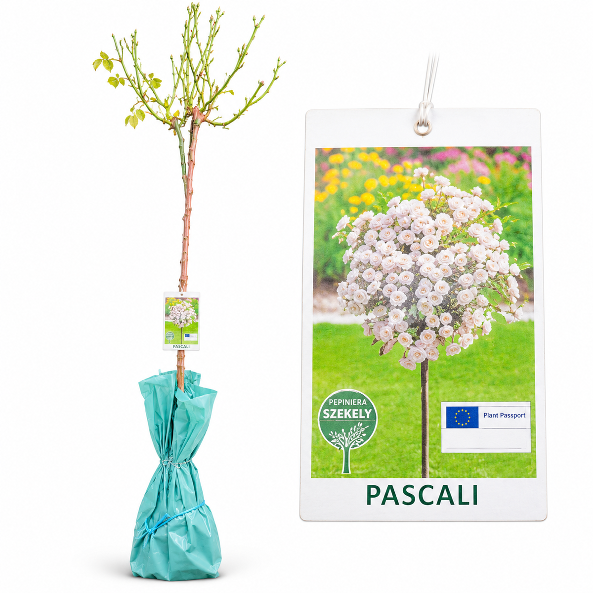 Trandafir Pomișor Pascali – Alb, Altoit pe Tulpină, cu Coroană de Flori