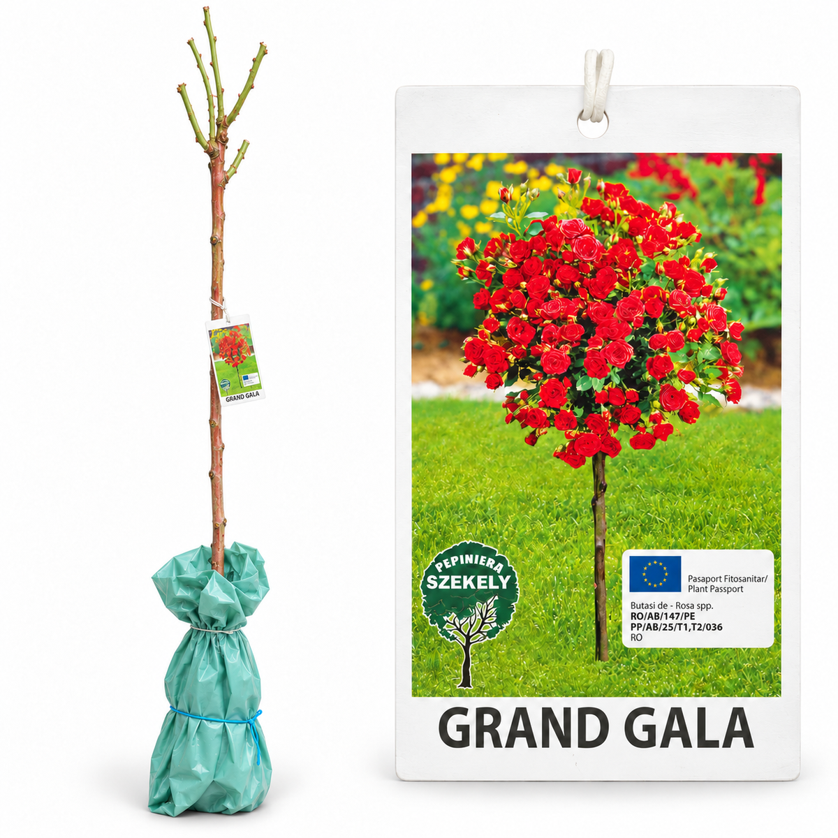 Trandafir Pomișor Grand Gala – Roșu Închis, Altoit pe Tulpină