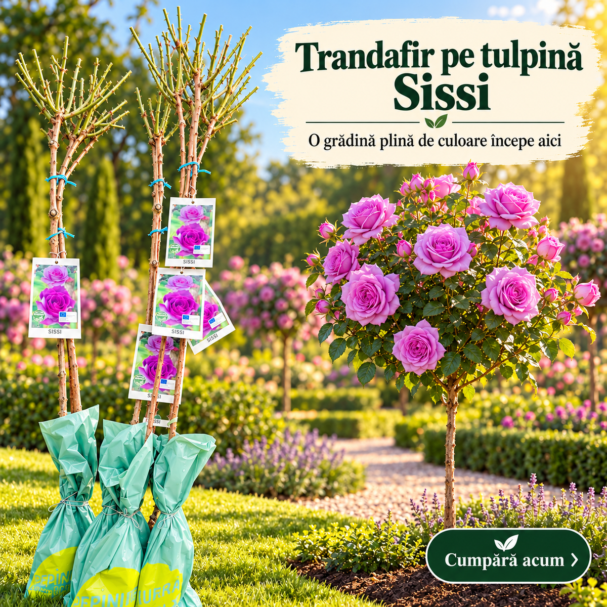 Trandafir Pomișor Sissi (Blue Moon) – Mov-Lila, Altoit pe Tulpină