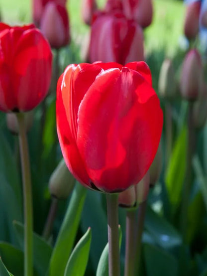 Lalea roșie clasică – Tulipa ‘Apeldoorn’