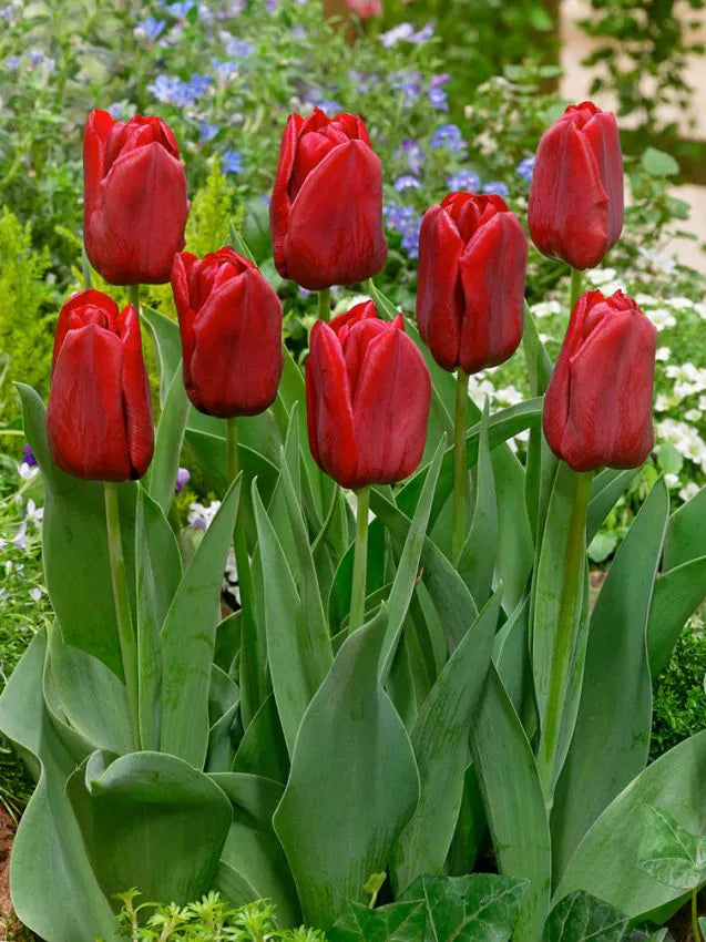 Lalea papagal roșie – Tulipa ‘Red Wing’