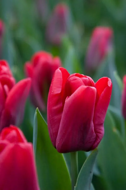Lalea papagal roșie – Tulipa ‘Red Wing’