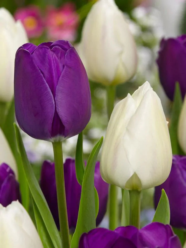Lalele mix mov – Tulipa ‘Trio Purple Dreams’ - SolPlant.ro