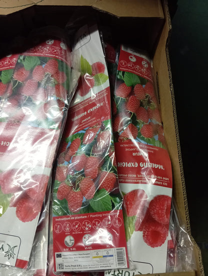 Zmeur productiv – arbust fructifer cu fructe de calitate superioară