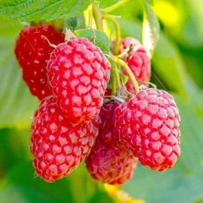 Zmeur productiv – arbust fructifer cu fructe de calitate superioară