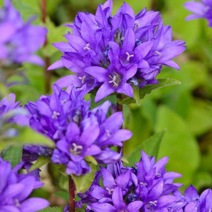 https://c.cdnmp.net/592978066/p/m/0/bellflower-cluster-0-1-gr-campanula-glomerata-flori-clopotei-in-buchet~50340.jpg