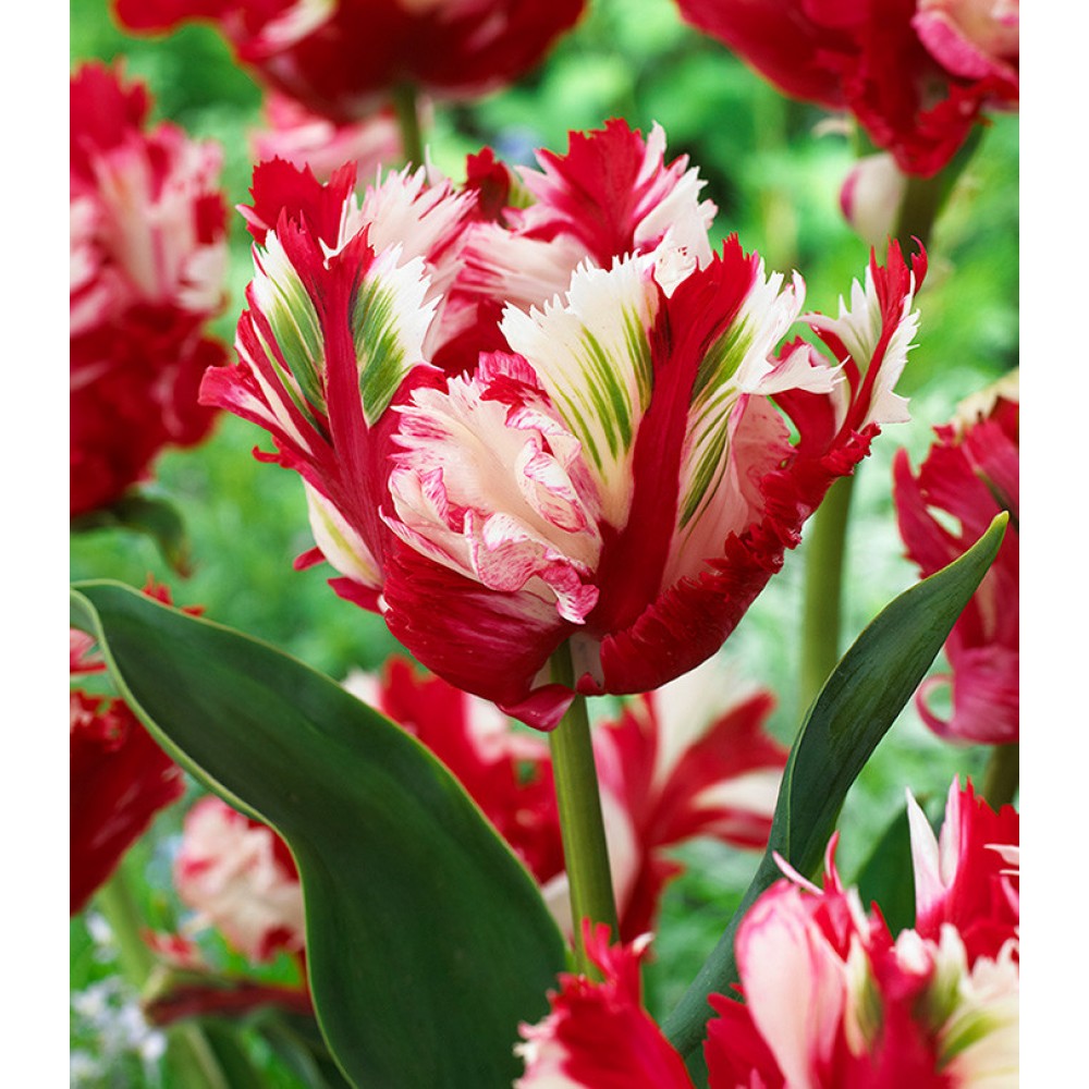 Lalea papagal alb-roșie – Tulipa ‘Estella Rijnveld’