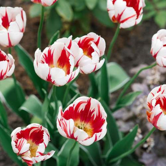 Lalea albă cu dungi roșii – Tulipa ‘Marylin’