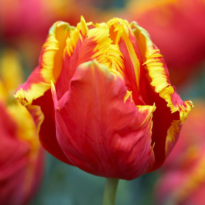 Lalea papagal roșie – Tulipa ‘Bastogne Parrot’