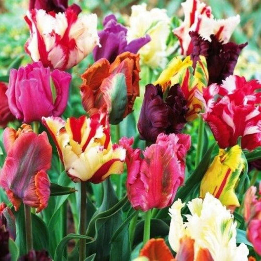Lalele papagal mix – Tulipa ‘Parrot Mix’