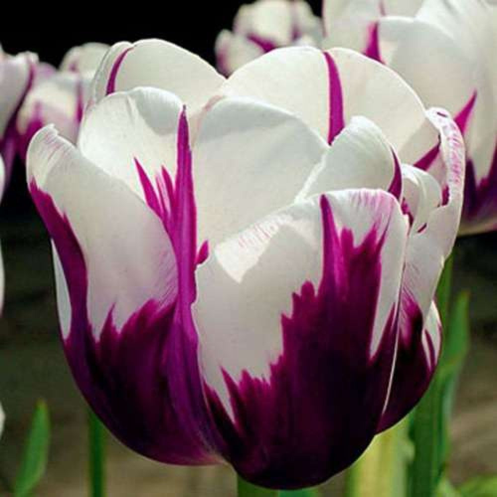 Lalea violet cu margini albe – Tulipa ‘Claudia’