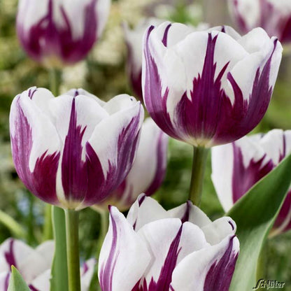 Lalea violet cu margini albe – Tulipa ‘Claudia’