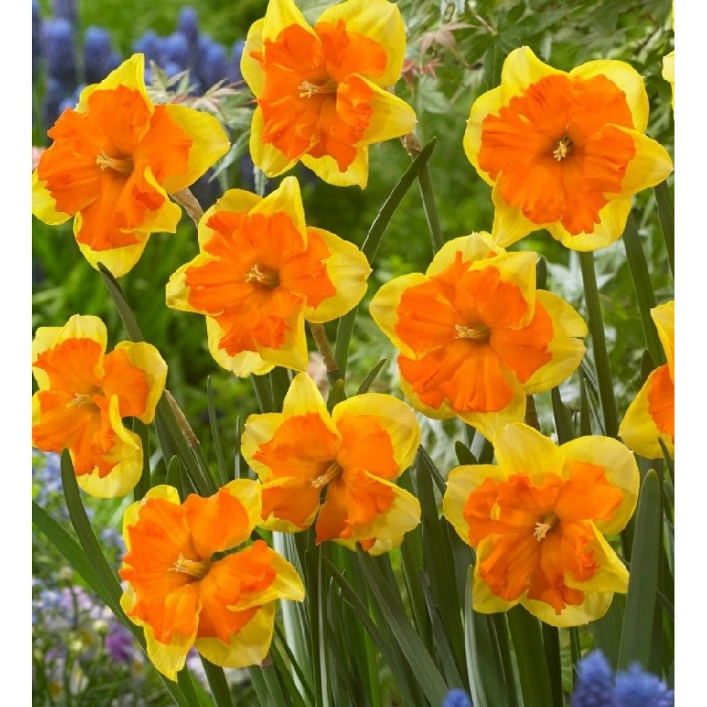 Narcisă galbenă cu centru portocaliu – Narcissus ‘Flower Record’