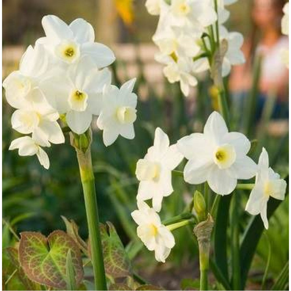 Narcisă albă – Narcissus ‘Mount Hood’