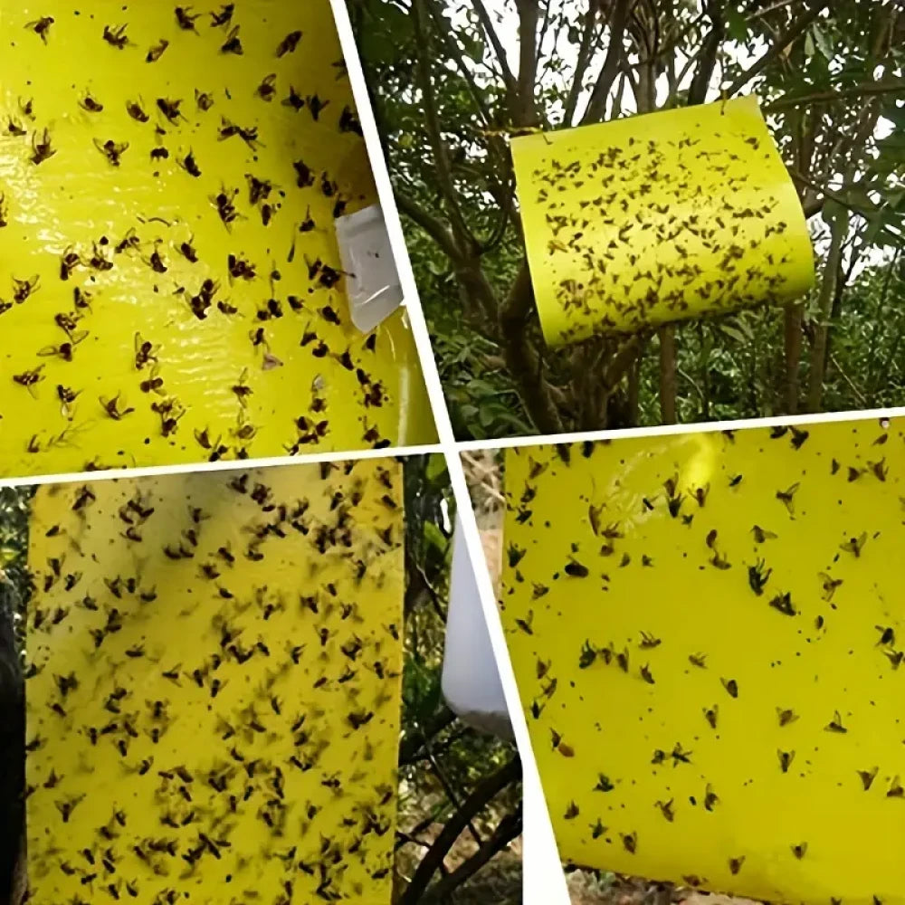 Capcana adeziva Sita, galbena L, pentru monitorizarea si controlul insectelor daunatoare - SolPlant.ro