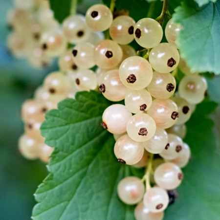 Coacăz alb – soi productiv cu fructe aromate