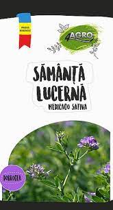 Semințe de lucernă românească „Dobrogea” (Medicago Sativa) – producție mare și rezistență excelentă