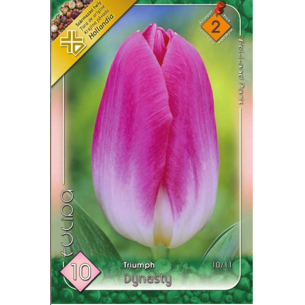 Lalea roz-bicoloră – Tulipa ‘Dynasty’