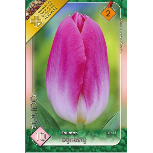Lalea roz-bicoloră – Tulipa ‘Dynasty’